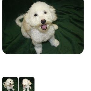 Meet your Posher, Suzanne